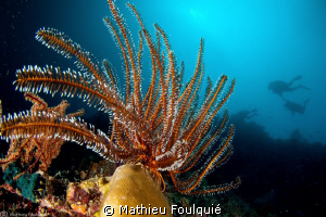 crinoïd by Mathieu Foulquié 